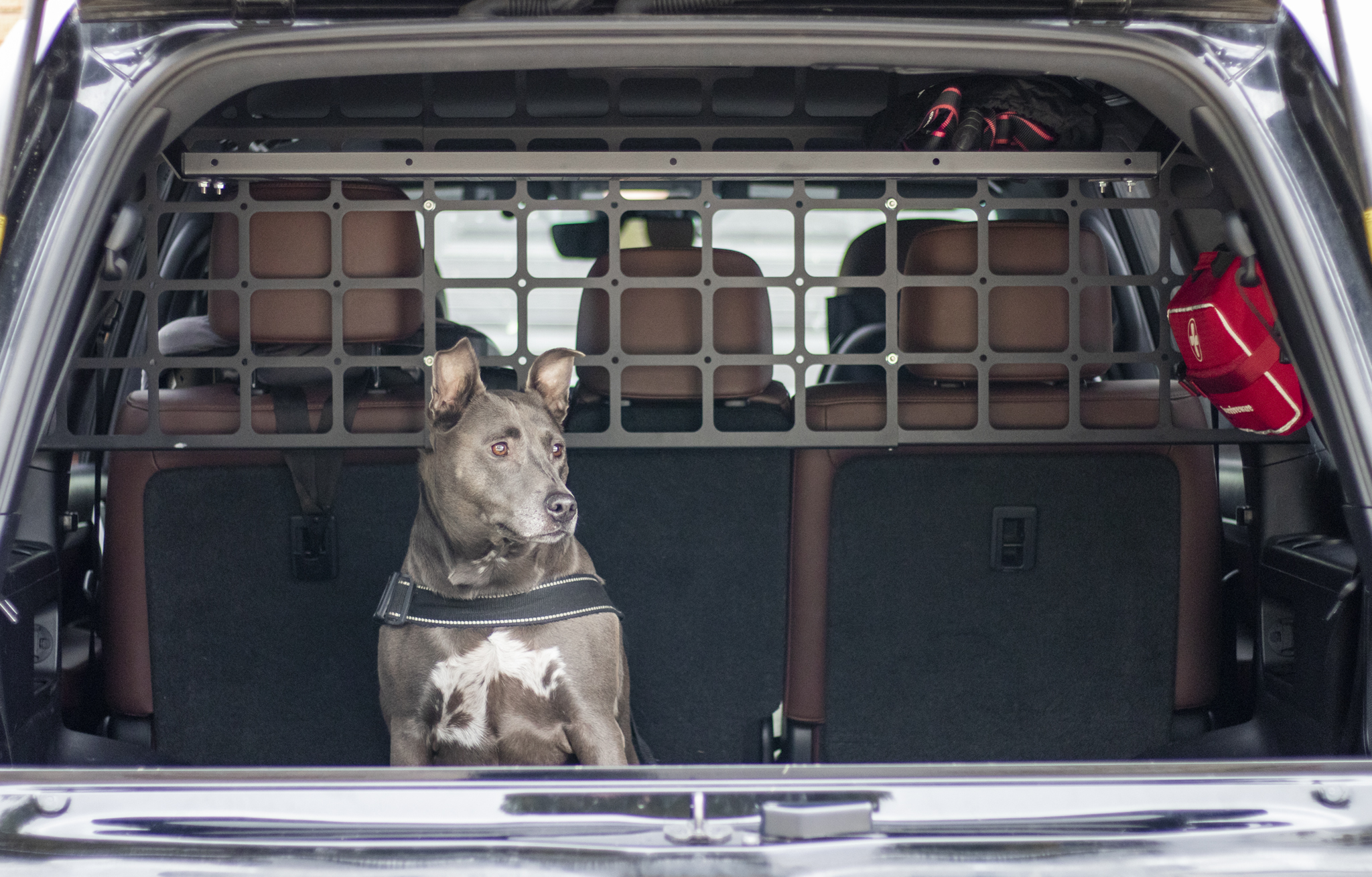 Pet divider clearance
