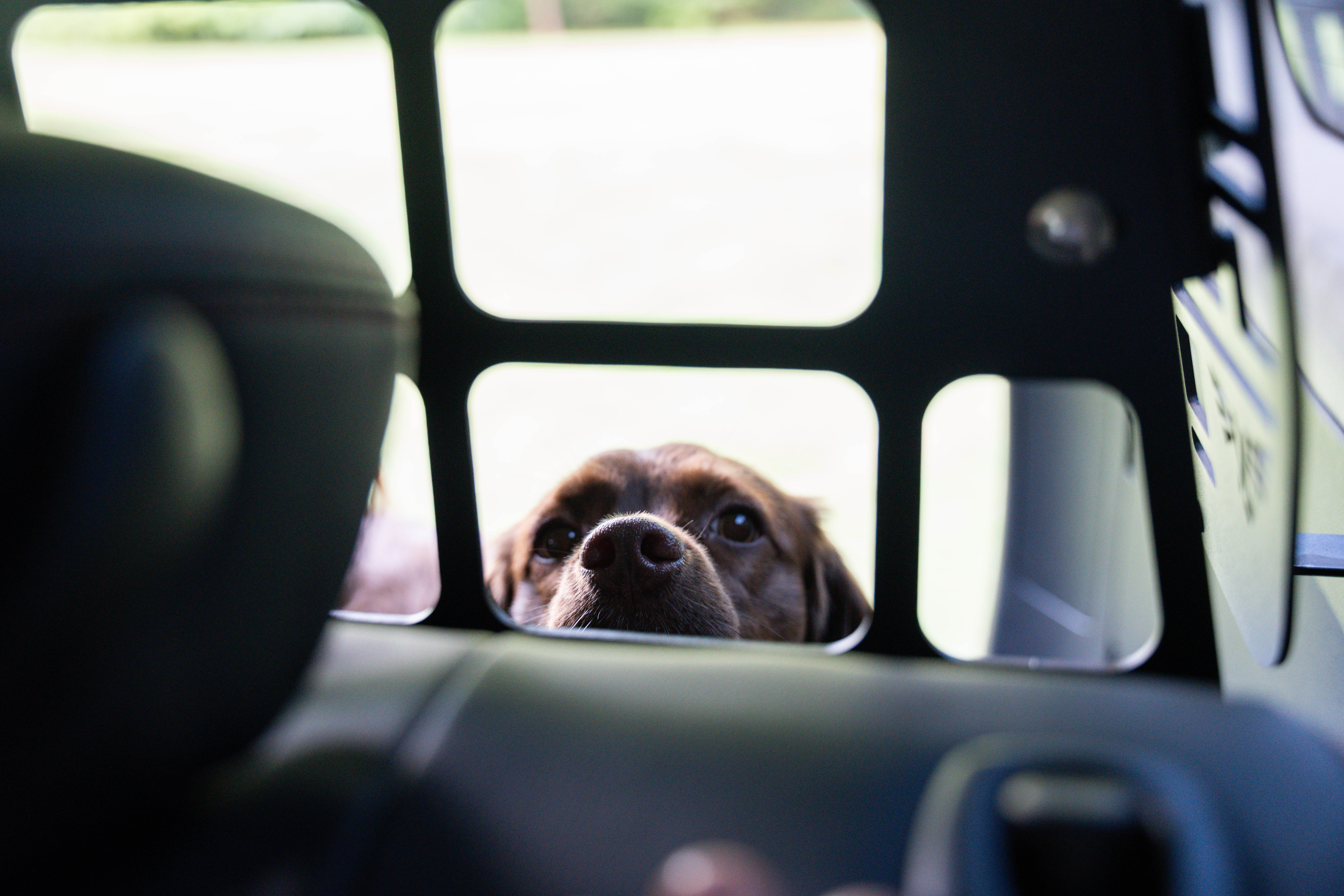 4Runner Pet Divider | 5th Gen (2010-2024) (Requires Rear Window MOLLE Panels to mount)