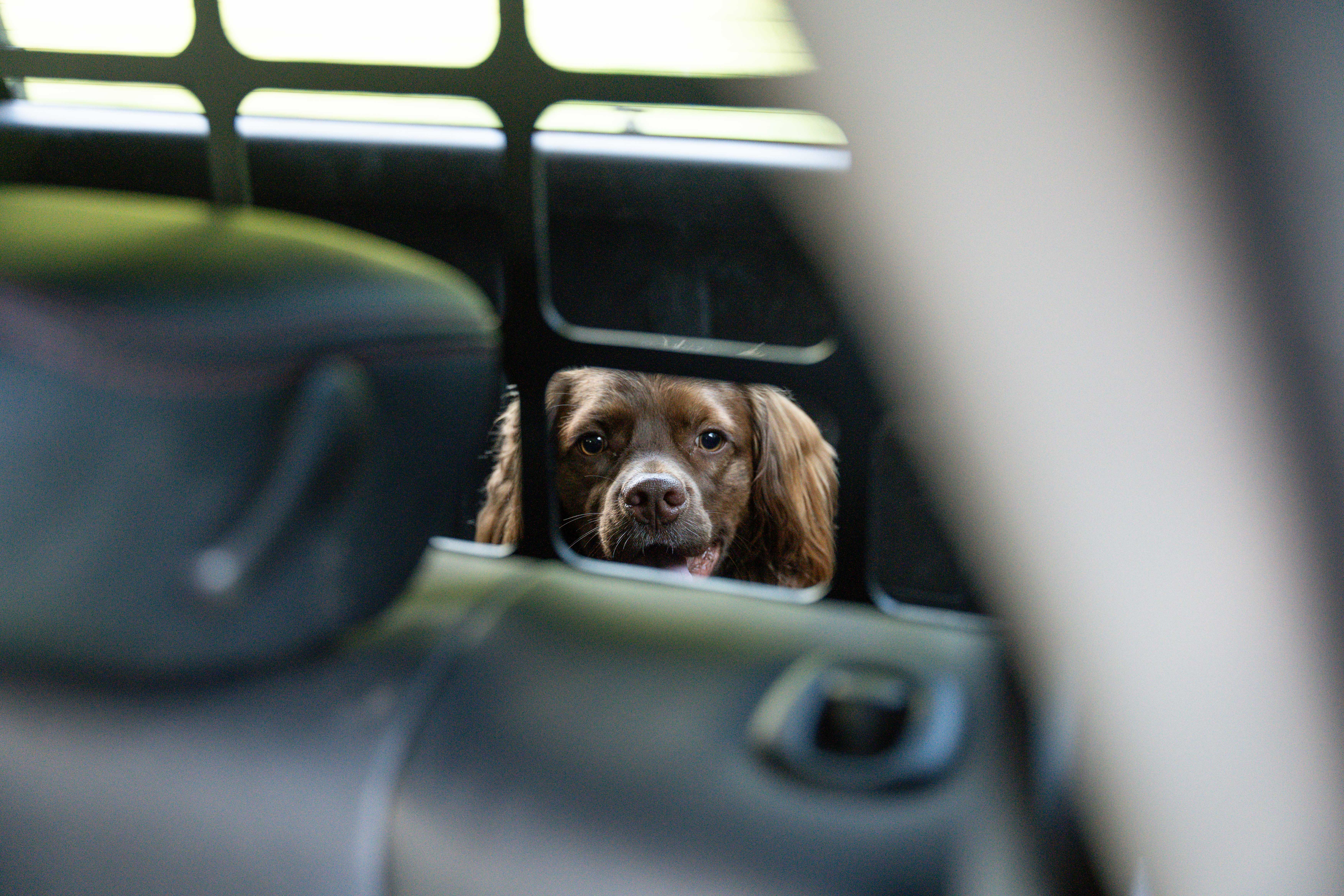 4Runner Pet Divider | 5th Gen (2010-2024) (Requires Rear Window MOLLE Panels to mount)